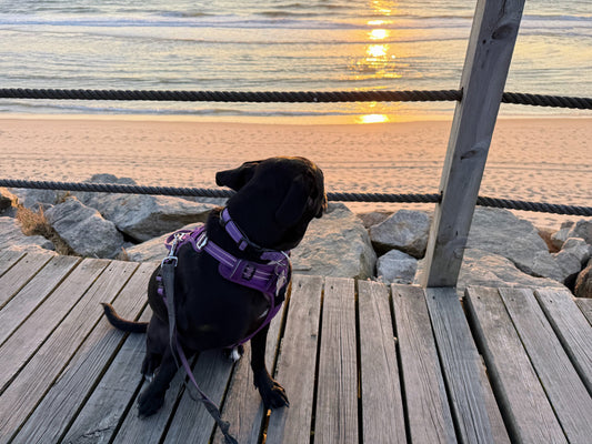 Luna Takes Portugal: One Month In
