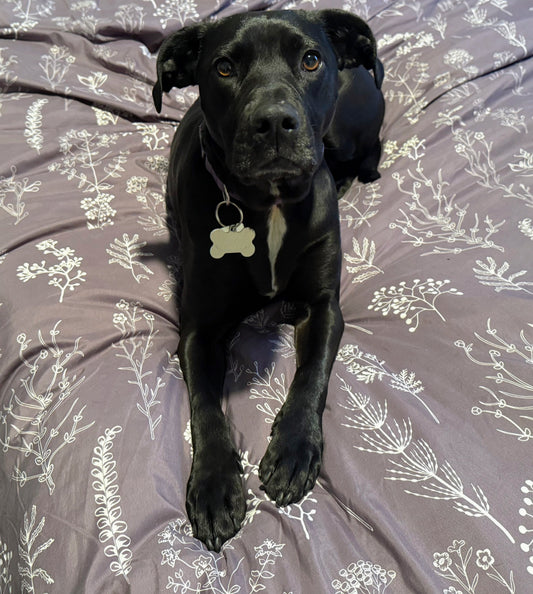 My Name Is Luna, and I Have a Problem